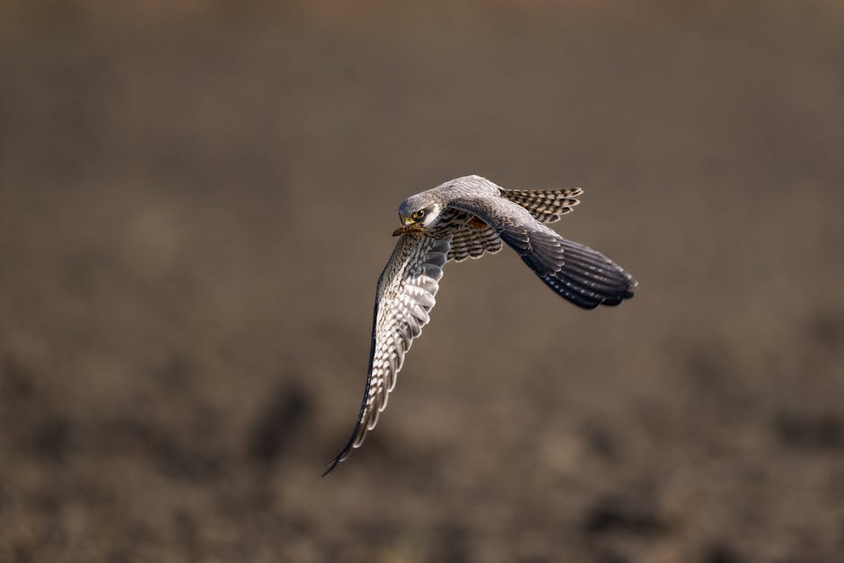 沙漠自驾之旅，巧遇野生动物的神秘瞬间