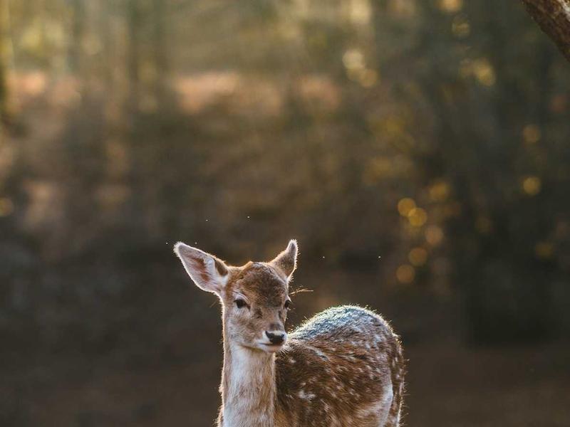 自驾游去哪里避暑华阳古镇自驾游隔离器智能