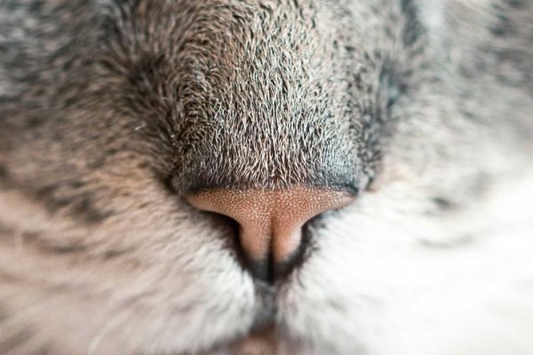 北京牛街福建永定土楼策略分析